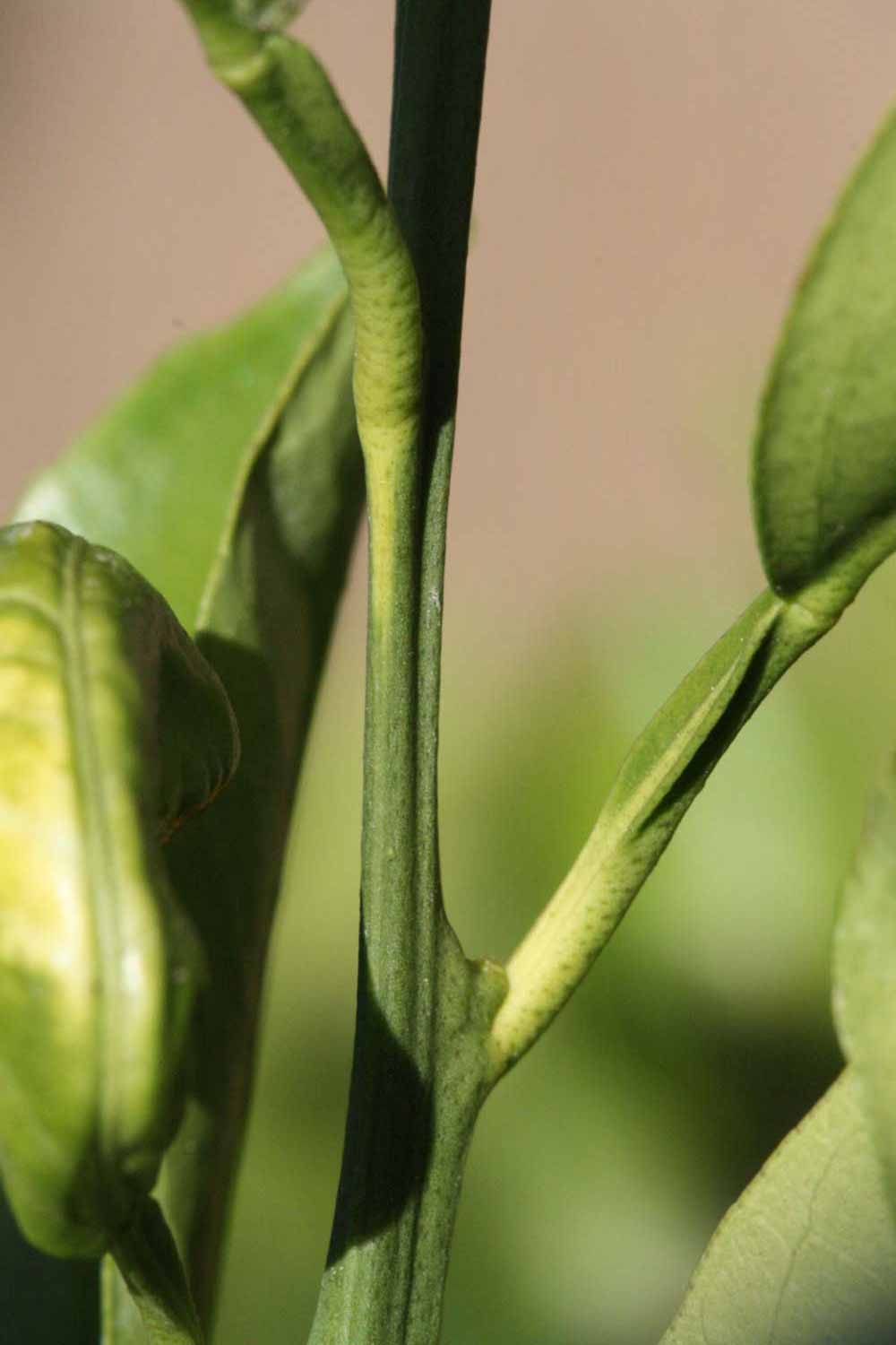              First year twig (Riverside, CA)       